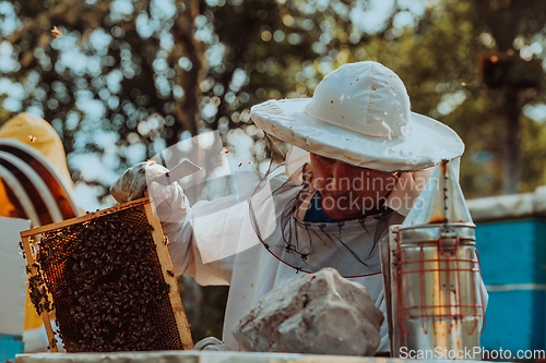 Image of Beekeepers check the honey on the hive frame in the field. Beekeepers check honey quality and honey parasites. A beekeeper works with bees and beehives in an apiary.