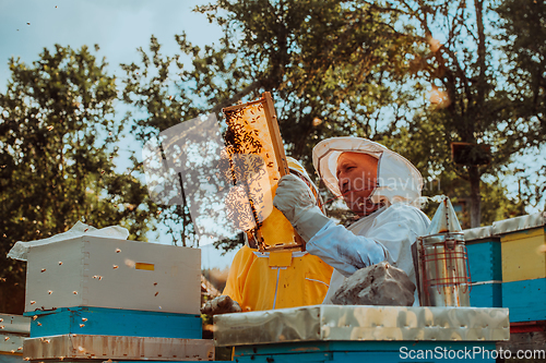 Image of Beekeepers checking honey on the beehive frame in the field. Small business owners on apiary. Natural healthy food produceris working with bees and beehives on the apiary.