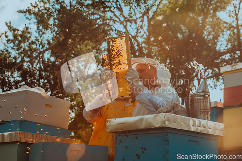 Image of Beekeepers checking honey on the beehive frame in the field. Small business owners on apiary. Natural healthy food produceris working with bees and beehives on the apiary.