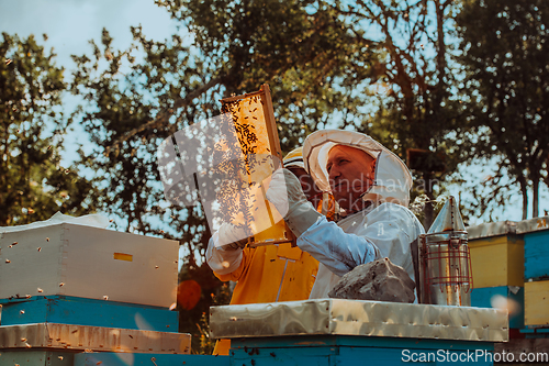 Image of Beekeepers checking honey on the beehive frame in the field. Small business owners on apiary. Natural healthy food produceris working with bees and beehives on the apiary.