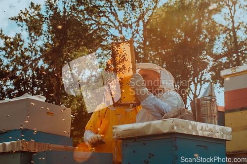 Image of Beekeepers checking honey on the beehive frame in the field. Small business owners on apiary. Natural healthy food produceris working with bees and beehives on the apiary.