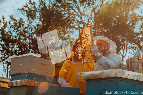 Image of Beekeepers checking honey on the beehive frame in the field. Small business owners on apiary. Natural healthy food produceris working with bees and beehives on the apiary.