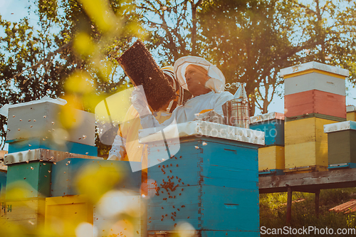 Image of Beekeepers checking honey on the beehive frame in the field. Small business owners on apiary. Natural healthy food produceris working with bees and beehives on the apiary.