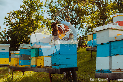 Image of Beekeepers checking honey on the beehive frame in the field. Small business owners on apiary. Natural healthy food produceris working with bees and beehives on the apiary.