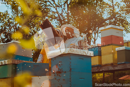 Image of Beekeepers checking honey on the beehive frame in the field. Small business owners on apiary. Natural healthy food produceris working with bees and beehives on the apiary.