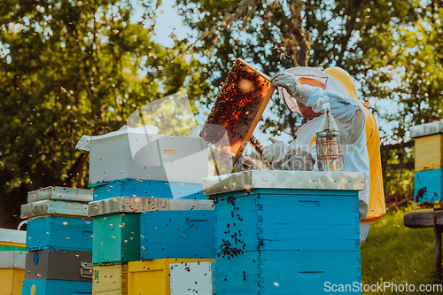 Image of Beekeepers checking honey on the beehive frame in the field. Small business owners on apiary. Natural healthy food produceris working with bees and beehives on the apiary.