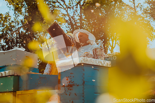 Image of Beekeepers checking honey on the beehive frame in the field. Small business owners on apiary. Natural healthy food produceris working with bees and beehives on the apiary.