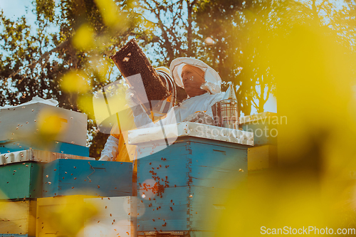 Image of Beekeepers checking honey on the beehive frame in the field. Small business owners on apiary. Natural healthy food produceris working with bees and beehives on the apiary.