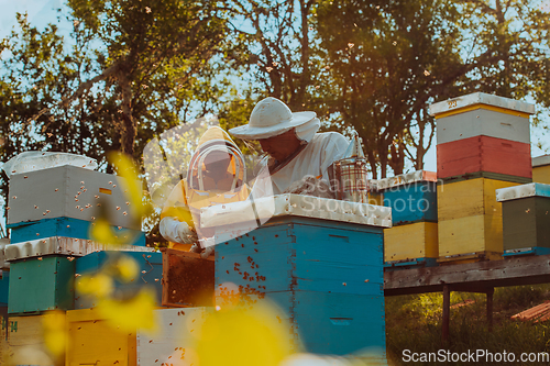 Image of Beekeepers checking honey on the beehive frame in the field. Small business owners on apiary. Natural healthy food produceris working with bees and beehives on the apiary.