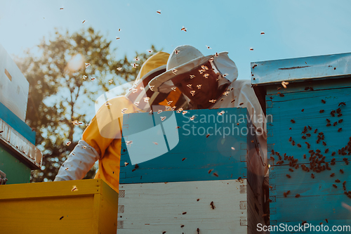 Image of Beekeepers checking honey on the beehive frame in the field. Small business owners on apiary. Natural healthy food produceris working with bees and beehives on the apiary.