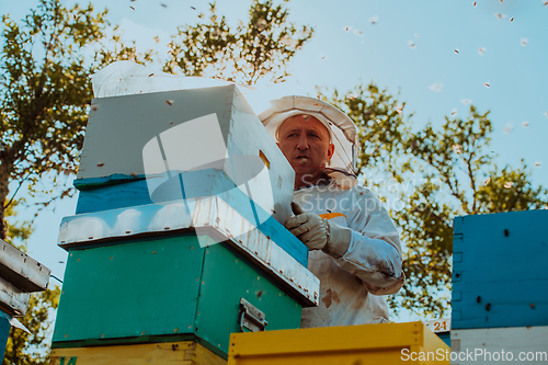 Image of Beekeeper checking honey on the beehive frame in the field. Natural healthy food produceron apiary. Small business owneris working with bees and beehives on the apiary.