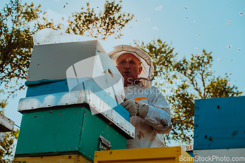 Image of Beekeeper checking honey on the beehive frame in the field. Natural healthy food produceron apiary. Small business owneris working with bees and beehives on the apiary.