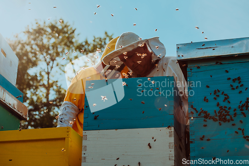 Image of Beekeepers checking honey on the beehive frame in the field. Small business owners on apiary. Natural healthy food produceris working with bees and beehives on the apiary.