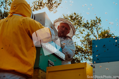 Image of Beekeepers checking honey on the beehive frame in the field. Small business owners on apiary. Natural healthy food produceris working with bees and beehives on the apiary.