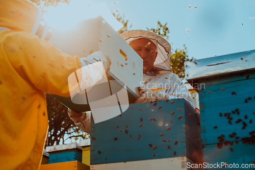 Image of Beekeepers checking honey on the beehive frame in the field. Small business owners on apiary. Natural healthy food produceris working with bees and beehives on the apiary.