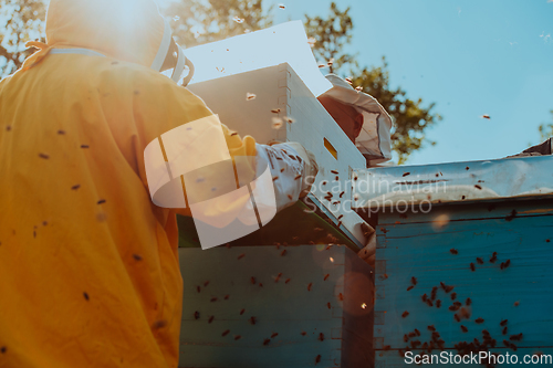 Image of Beekeepers checking honey on the beehive frame in the field. Small business owners on apiary. Natural healthy food produceris working with bees and beehives on the apiary.