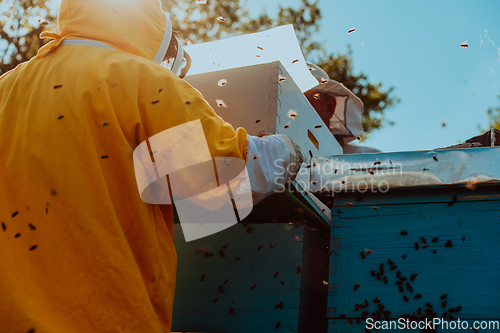 Image of Beekeepers checking honey on the beehive frame in the field. Small business owners on apiary. Natural healthy food produceris working with bees and beehives on the apiary.