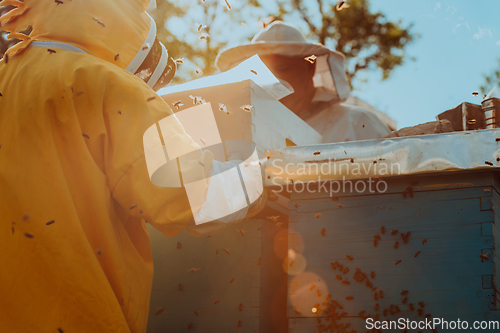 Image of Beekeepers checking honey on the beehive frame in the field. Small business owners on apiary. Natural healthy food produceris working with bees and beehives on the apiary.