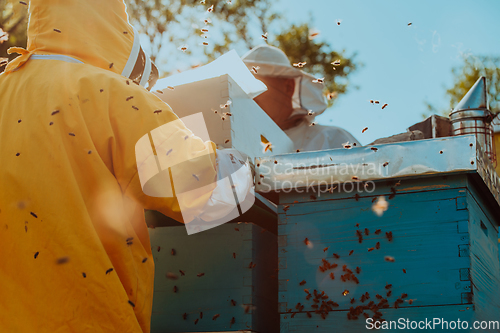 Image of Beekeepers checking honey on the beehive frame in the field. Small business owners on apiary. Natural healthy food produceris working with bees and beehives on the apiary.