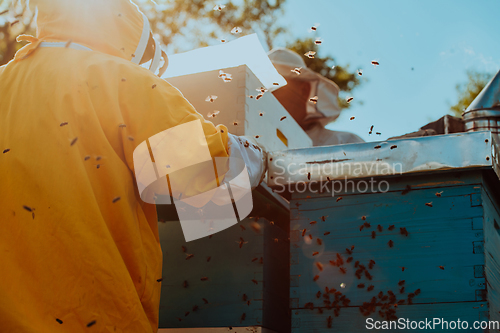 Image of Beekeepers checking honey on the beehive frame in the field. Small business owners on apiary. Natural healthy food produceris working with bees and beehives on the apiary.