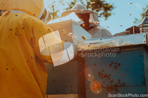 Image of Beekeepers checking honey on the beehive frame in the field. Small business owners on apiary. Natural healthy food produceris working with bees and beehives on the apiary.