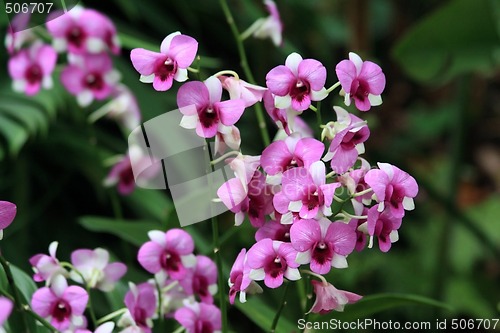 Image of Vanda, Orchid