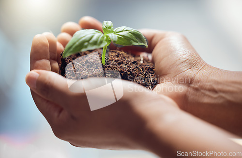 Image of Hands, person and holding plants for earth day, future sustainability or climate change. Closeup of leaf growth in soil for hope, environment or support of nature, sustainable planet or ngo volunteer