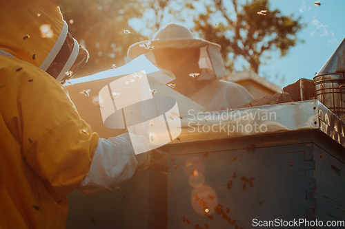 Image of Beekeepers checking honey on the beehive frame in the field. Small business owners on apiary. Natural healthy food produceris working with bees and beehives on the apiary.