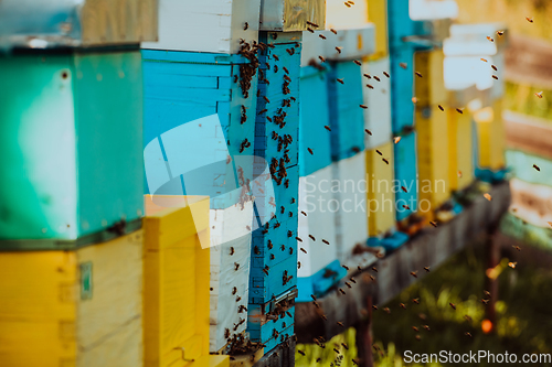 Image of Close up photo of bees hovering around the hive carrying pollen