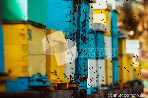 Image of Close up photo of bees hovering around the hive carrying pollen