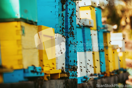 Image of Close up photo of bees hovering around the hive carrying pollen