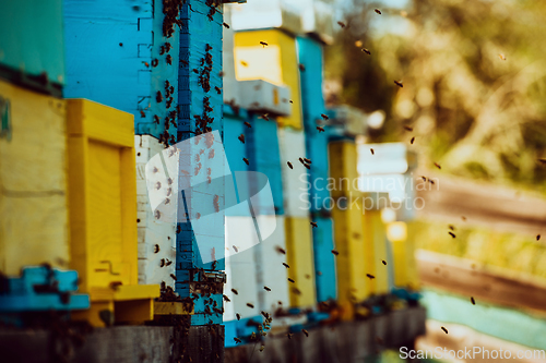 Image of Close up photo of bees hovering around the hive carrying pollen