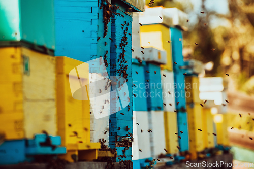 Image of Close up photo of bees hovering around the hive carrying pollen