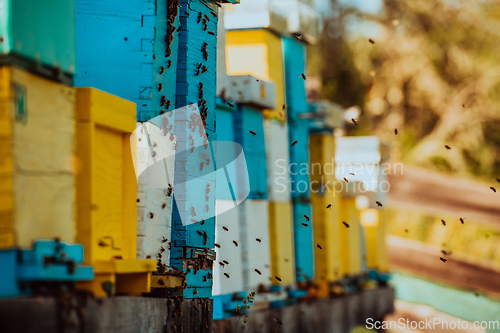 Image of Close up photo of bees hovering around the hive carrying pollen