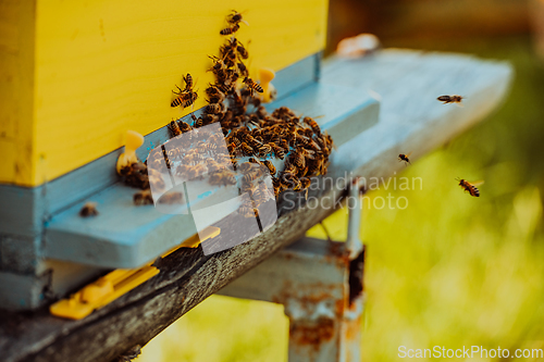 Image of Close up photo of bees hovering around the hive carrying pollen