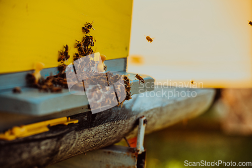 Image of Close up photo of bees hovering around the hive carrying pollen