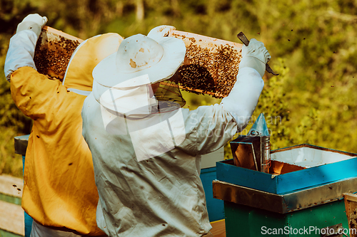 Image of Beekeepers checking honey on the beehive frame in the field. Small business owners on apiary. Natural healthy food produceris working with bees and beehives on the apiary.