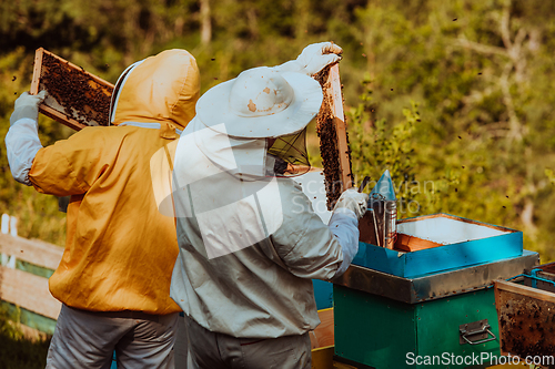 Image of Beekeepers checking honey on the beehive frame in the field. Small business owners on apiary. Natural healthy food produceris working with bees and beehives on the apiary.