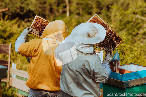 Image of Beekeepers checking honey on the beehive frame in the field. Small business owners on apiary. Natural healthy food produceris working with bees and beehives on the apiary.