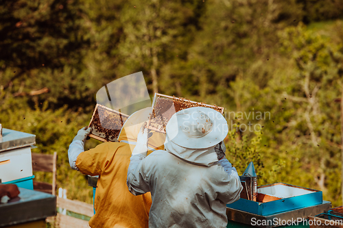 Image of Beekeepers checking honey on the beehive frame in the field. Small business owners on apiary. Natural healthy food produceris working with bees and beehives on the apiary.