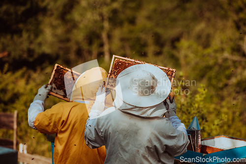 Image of Beekeepers checking honey on the beehive frame in the field. Small business owners on apiary. Natural healthy food produceris working with bees and beehives on the apiary.