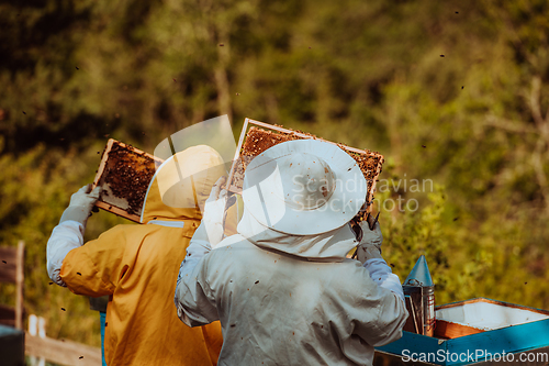 Image of Beekeepers checking honey on the beehive frame in the field. Small business owners on apiary. Natural healthy food produceris working with bees and beehives on the apiary.