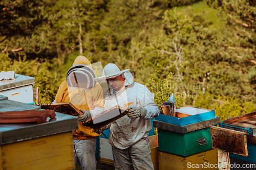 Image of Beekeepers checking honey on the beehive frame in the field. Small business owners on apiary. Natural healthy food produceris working with bees and beehives on the apiary.