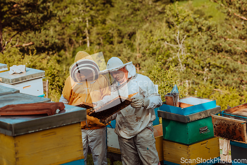 Image of Beekeepers checking honey on the beehive frame in the field. Small business owners on apiary. Natural healthy food produceris working with bees and beehives on the apiary.