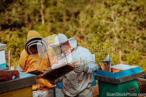 Image of Beekeepers checking honey on the beehive frame in the field. Small business owners on apiary. Natural healthy food produceris working with bees and beehives on the apiary.