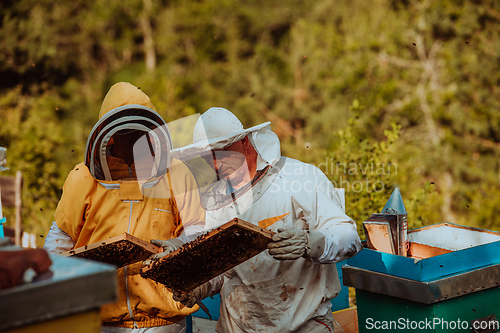 Image of Beekeepers checking honey on the beehive frame in the field. Small business owners on apiary. Natural healthy food produceris working with bees and beehives on the apiary.