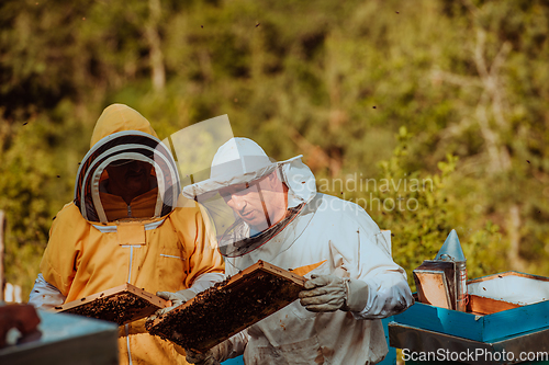 Image of Beekeepers checking honey on the beehive frame in the field. Small business owners on apiary. Natural healthy food produceris working with bees and beehives on the apiary.