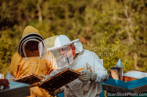 Image of Beekeepers checking honey on the beehive frame in the field. Small business owners on apiary. Natural healthy food produceris working with bees and beehives on the apiary.