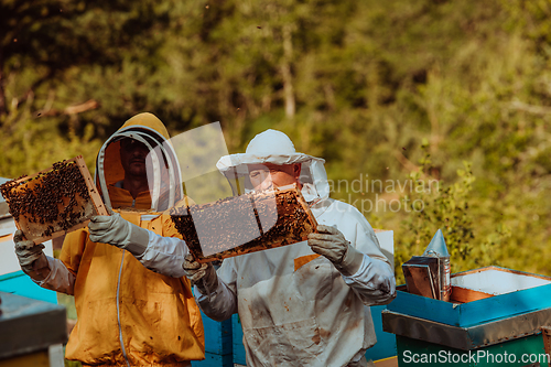 Image of Beekeepers checking honey on the beehive frame in the field. Small business owners on apiary. Natural healthy food produceris working with bees and beehives on the apiary.