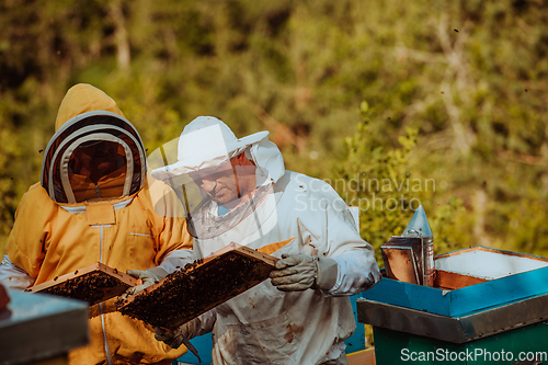 Image of Beekeepers checking honey on the beehive frame in the field. Small business owners on apiary. Natural healthy food produceris working with bees and beehives on the apiary.